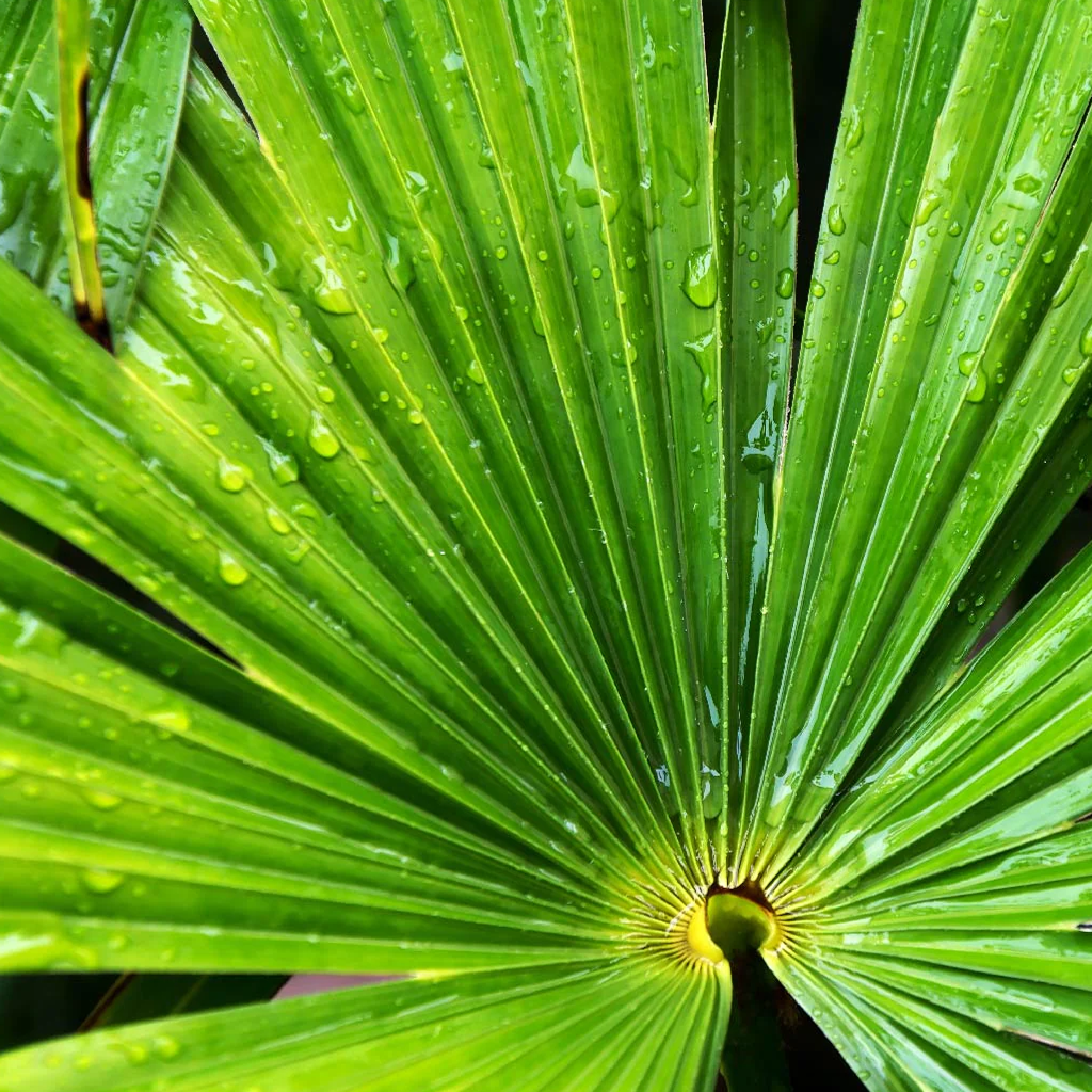 Ekstrakt palme Serenoa